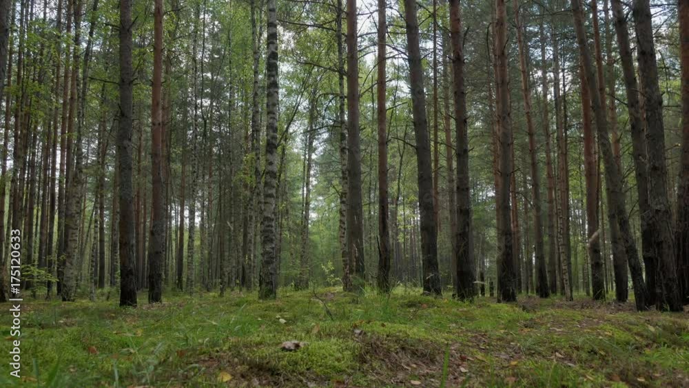 Pine and birch forest on a warm summer day Pine and birch forest on a warm summer day