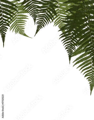 Fototapeta Naklejka Na Ścianę i Meble -  Fern Leaf Vector Background Illustration