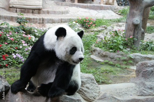 Fototapeta Naklejka Na Ścianę i Meble -  Fluffy Female Giant Panda in Thailand, 