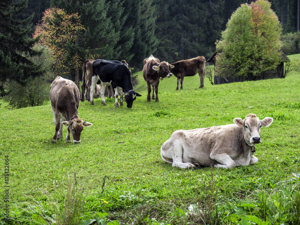 Obraz premium Cows pasturing and relaxing on green lush field in summertime. 