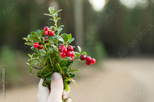 bouquet of lingonberry in hand