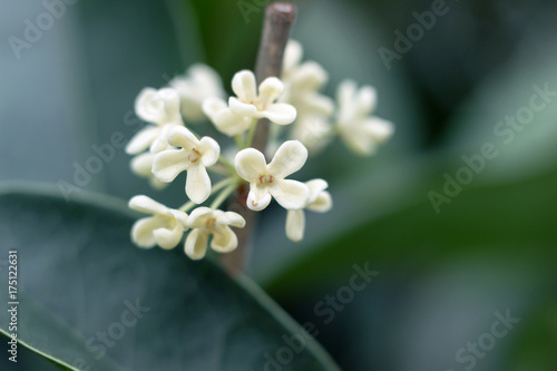 close up of blooming white Osmanthus flower on branch