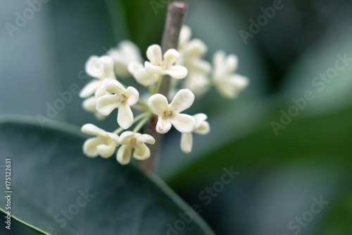 close up of blooming white Osmanthus flower on branch photo