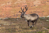 Running reindeer looking for Santa Claus with a bell on the neck