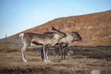 Two reindeer  - mother with child - family close together
