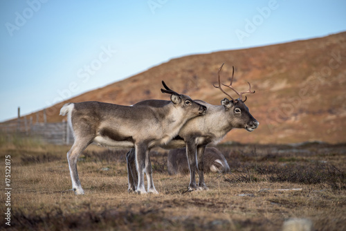 Two reindeer  - mother with child - family close together