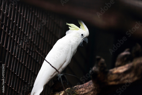 a white parrot on tree trunk at zoo
