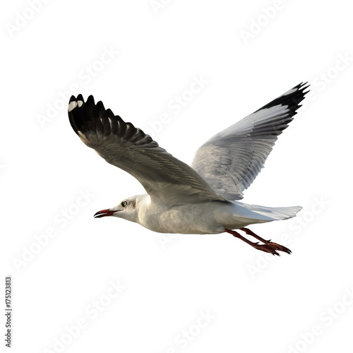 Brown-headed gull or Chroicocephalus brunnicephalus, beautiful bird isolated flying in winter plumage with white background, Thailand.