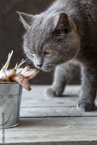 Fototapeta Naklejka Na Ścianę i Meble -  A cat sniffs raw fish