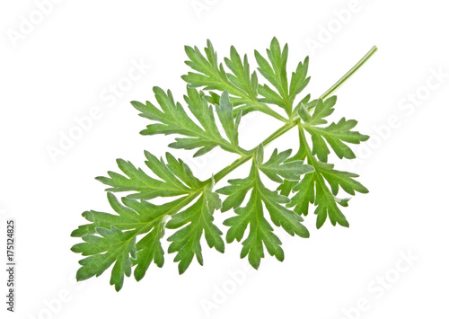 Sprig of medicinal wormwood on a white background. Sagebrush sprig.