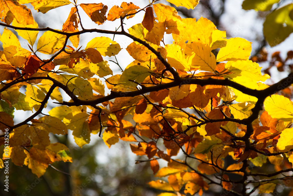 tree branch with yellow leaves in autumn