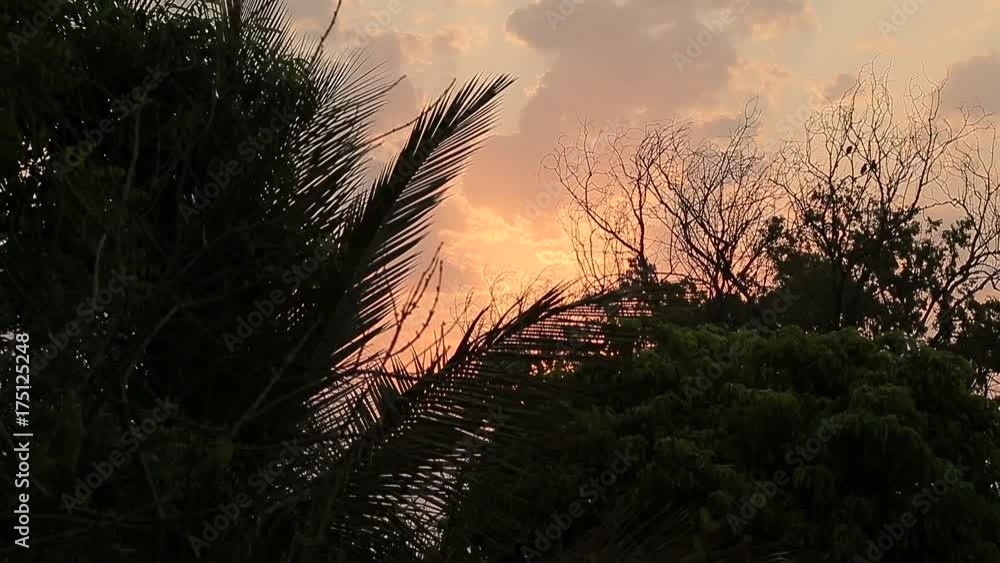 Sun shining through smog, palm tree in jungles. India Sun shining through smog, palm tree in jungles. India