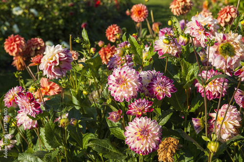 Fototapeta Naklejka Na Ścianę i Meble -  Dahlias in a autumn garden