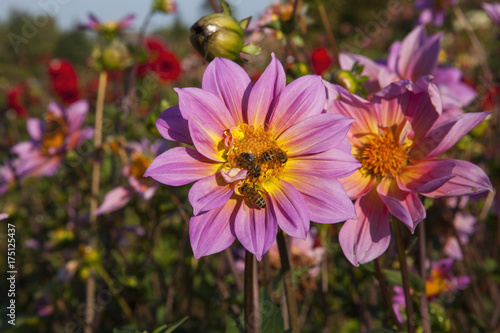 Fototapeta Naklejka Na Ścianę i Meble -  Dahlias in a autumn garden