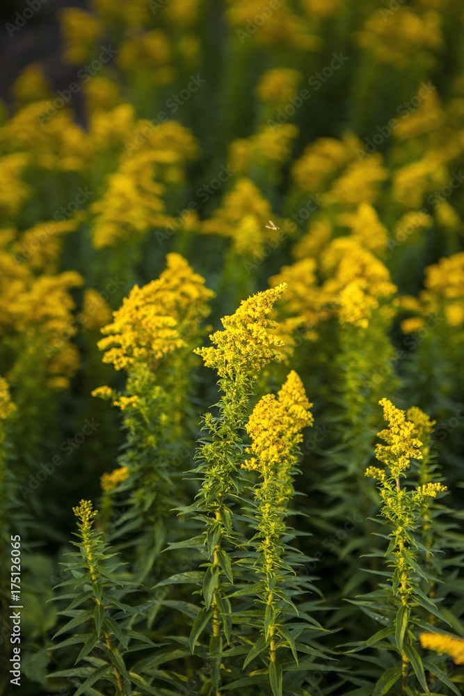 Blooming goldenrod (Solidago canadensis). In many parts of Europe, Japan and China, it is established as an invasive weed. Blooming goldenrod (Solidago canadensis). In many parts of Europe, Japan and China, it is established as an invasive weed.