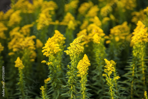 Valokuva Blooming goldenrod (Solidago canadensis)