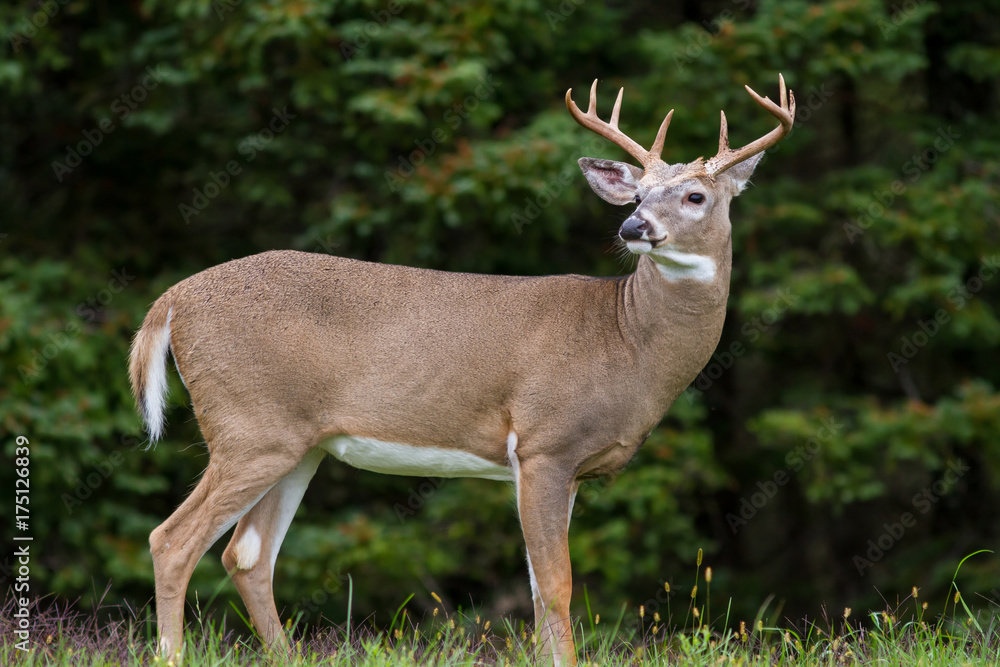 Obraz premium Whitetail Deer Buck