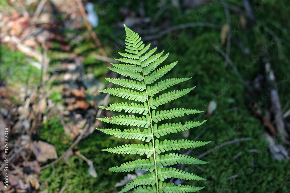 Fern leaves / Fern - the oldest plant on Earth Fern leaves / Fern - the oldest plant on Earth