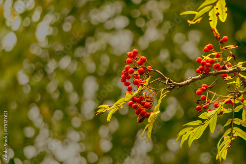 Bild auf Leinwand Branch of rowan-tree with bunch of red ripe berries