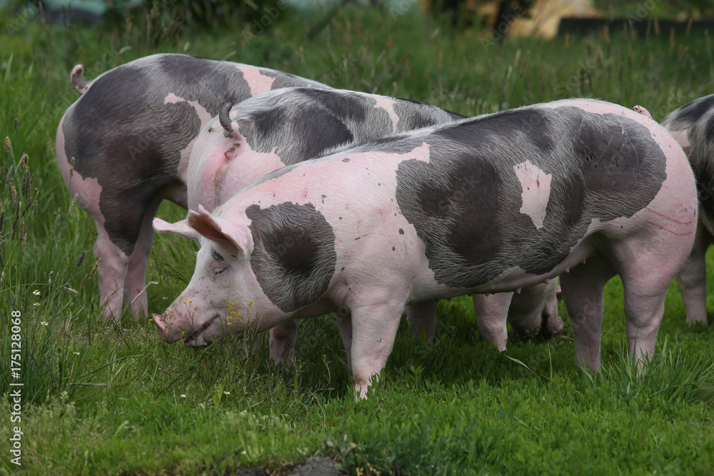 Fototapeta premium Spotted pietrian breed pigs grazing at animal farm on pasture