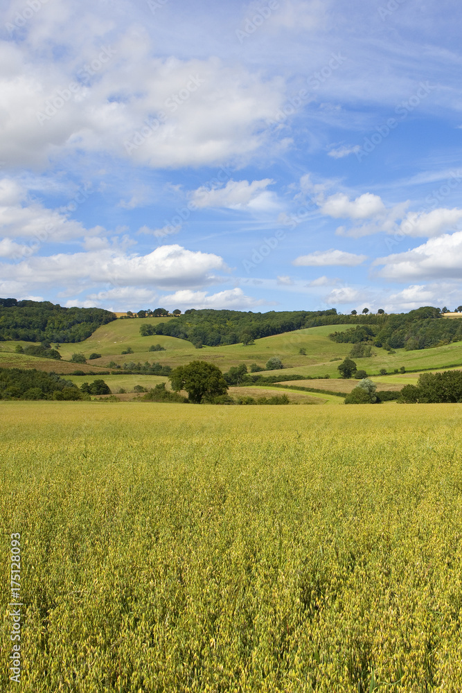 oat field and scenery