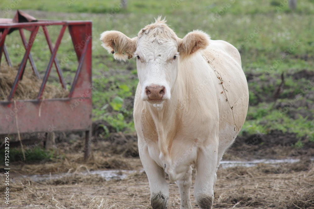 White cow standing in a holding/transfer area.
White cow standing in a holding/transfer area.