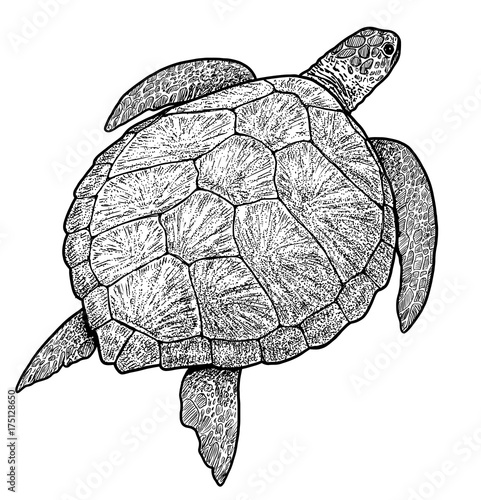 Green sea turtle illustration, drawing, engraving, ink, line art, vector photo