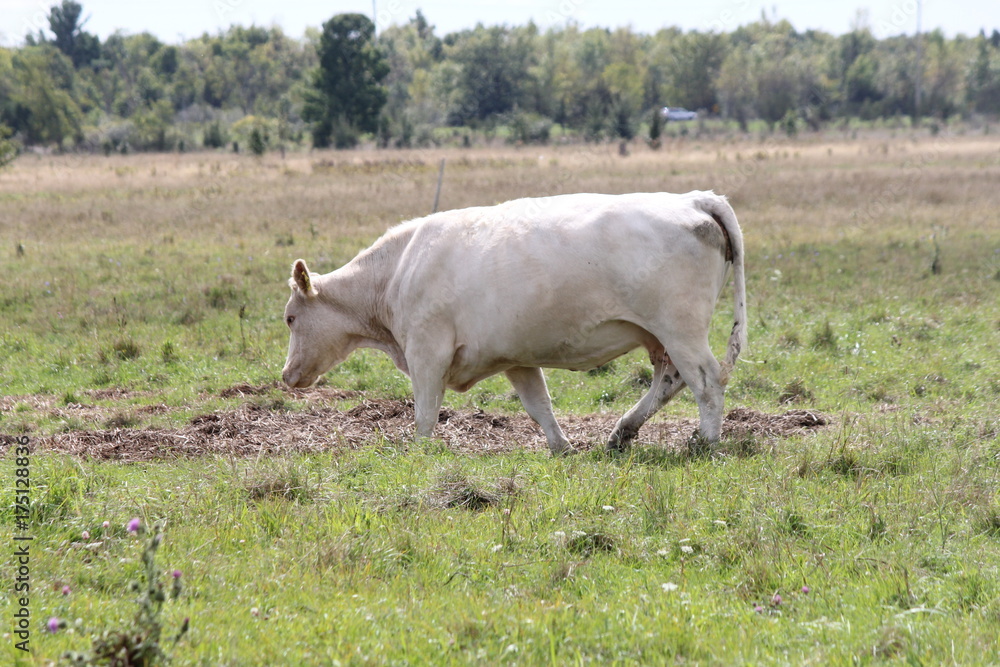 White cow in a pasture of green grasses. White cow in a pasture of green grasses.