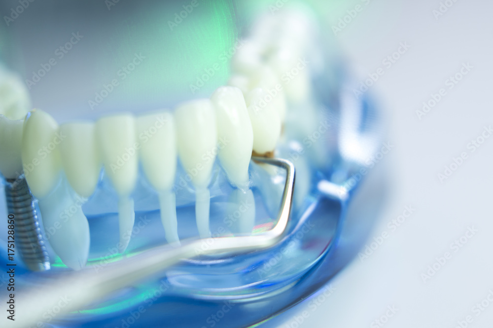 Dental teeth dentist model Dental teeth dentist model