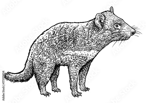 Tasmanian devil illustration, drawing, engraving, ink, line art, vector