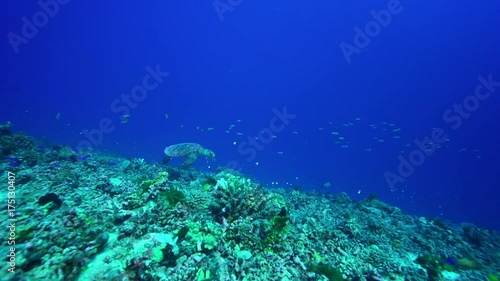 Wallpaper Mural Sea turtle swims over reef in Tahiti, underwater POV Torontodigital.ca