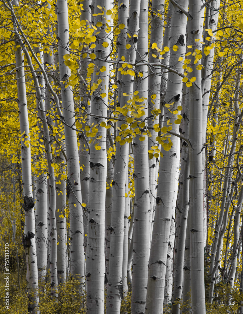 Fototapeta premium Close up on Aspen forest in Autumn
