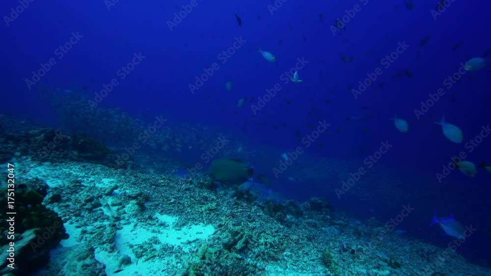 School of fish swim over reef, French Polynesia School of fish swim over reef, French Polynesia