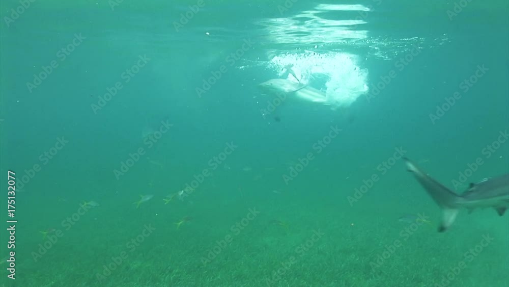 Herd of blacktip sharks swim to surface, POV Herd of blacktip sharks swim to surface, POV