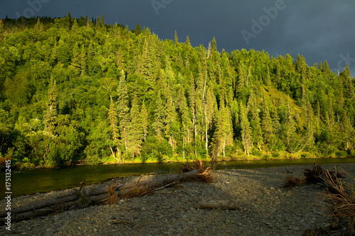 Sunlit forest by mountain river