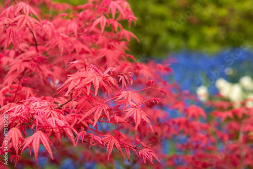 Background of red acer leaves in park