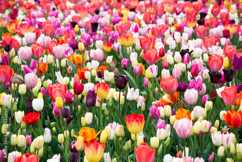 Fototapeta Naklejka Na Ścianę i Meble -  Blooming tulips in park. Netherlands, Europe