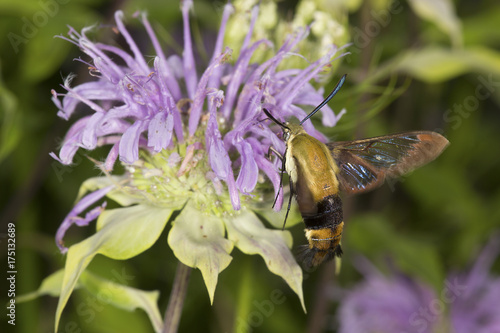 Snowberry clearwing hawk moth foraging on lavender bee balm flower.