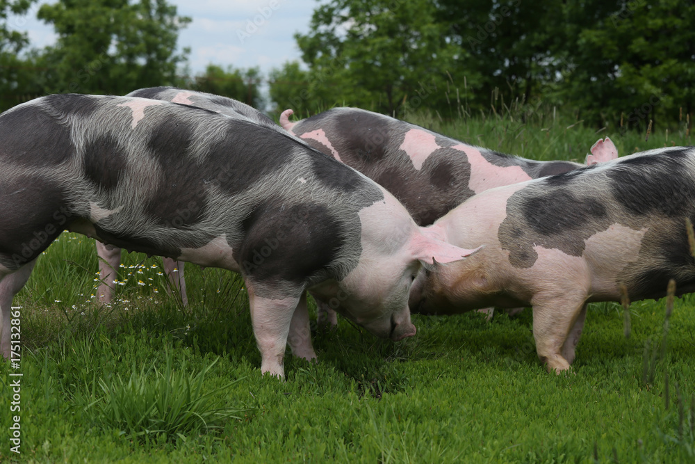 Spotted pietrian breed pigs grazing at animal farm on pasture