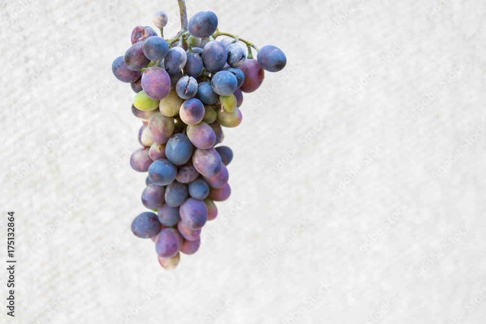 A bunch of black grapes on a light background