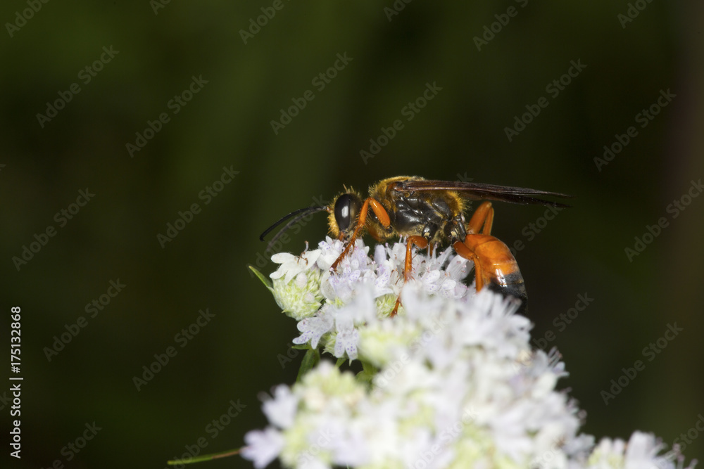 Golden digger wasp foraging for nectar on mountain mint flowers.