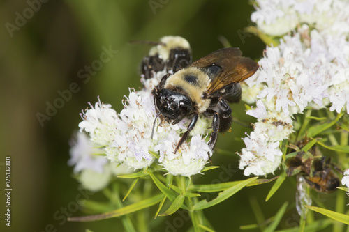 Bumble bee foraging for nectar on white mountain mint flowers.