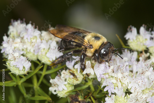 Bumble bee foraging for nectar on white mountain mint flowers. © duke2015