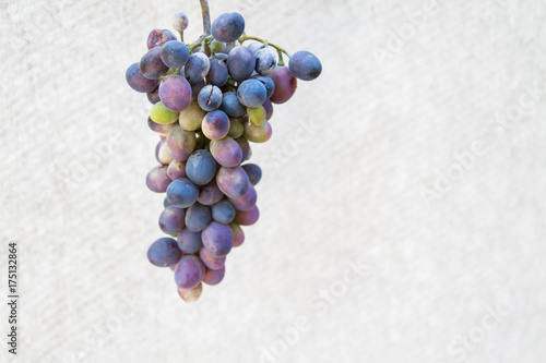 Obraz na płótnie A bunch of black grapes on a light background w salonie