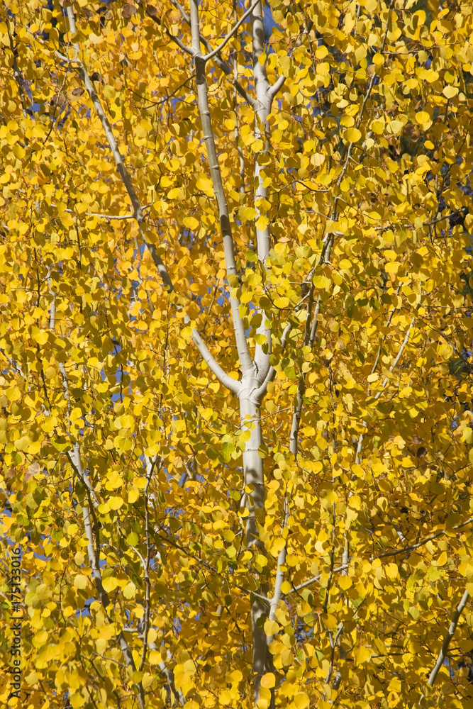 Yellow Gold Quaking Aspen Tree Leaves Close Up Leavenworth Washi Yellow Gold Quaking Aspen Tree Leaves Close Up Leavenworth Washi