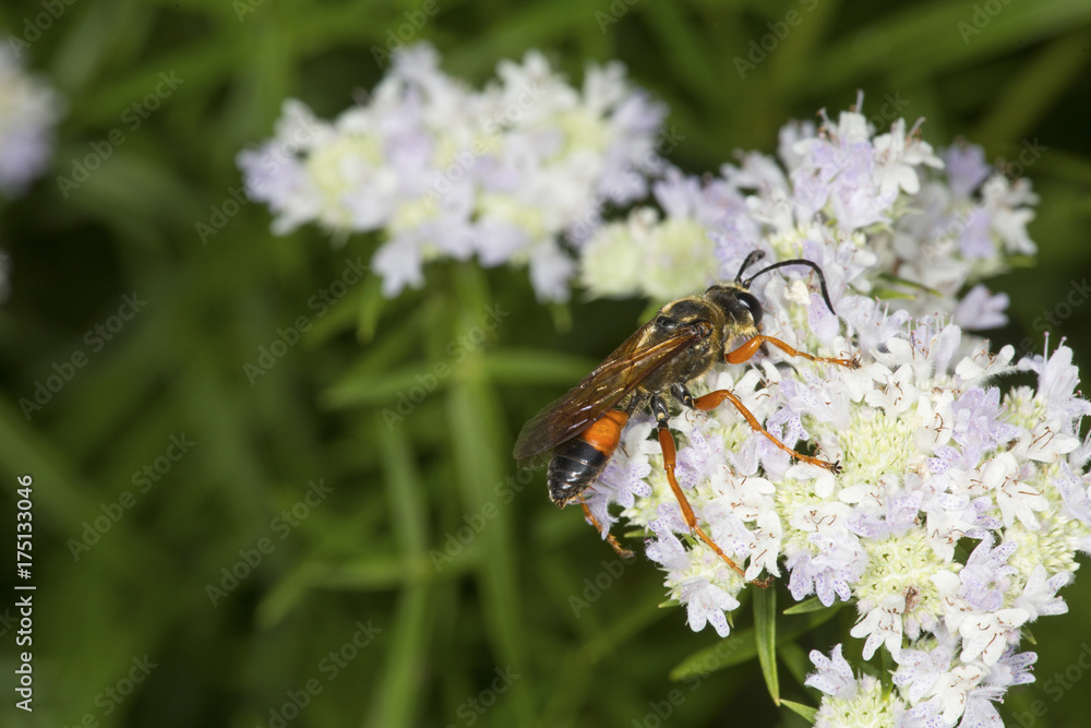 Golden digger wasp foraging for nectar on mountain mint flowers. Golden digger wasp foraging for nectar on mountain mint flowers.