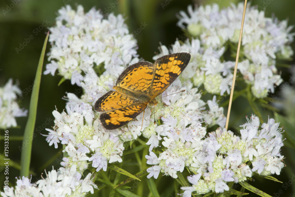 Northern crescent butterfly foraging for nectar on mountain mint flowers. Northern crescent butterfly foraging for nectar on mountain mint flowers.