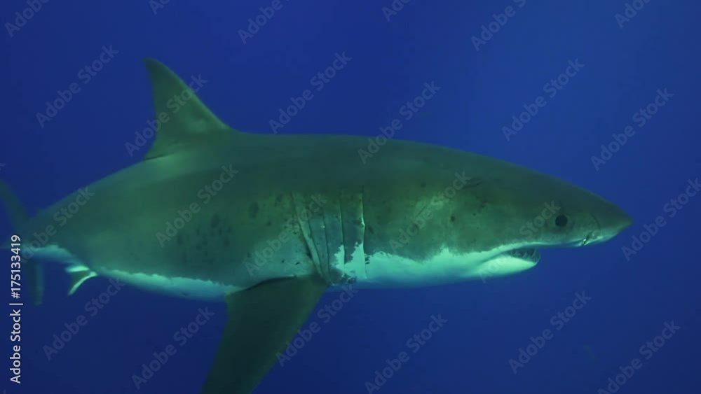 Great white shark rises from deep ocean Great white shark rises from deep ocean