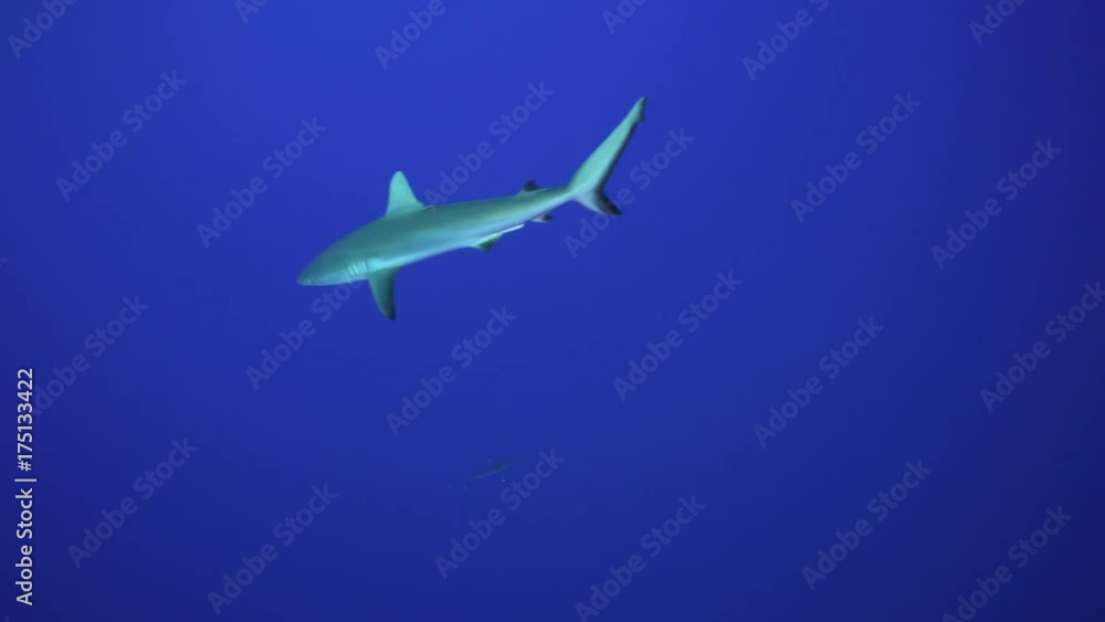 French Polynesia, lone shark swims in open ocean French Polynesia, lone shark swims in open ocean