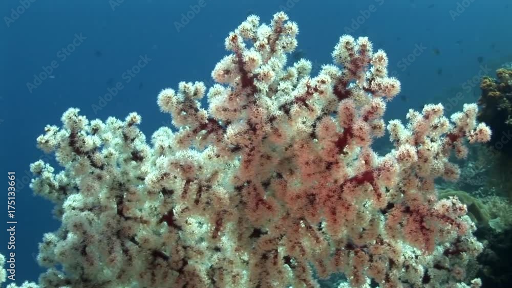 Close up, current moves coral in reef Close up, current moves coral in reef